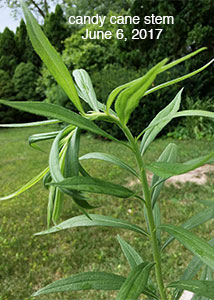 Tall Goldenrod-1