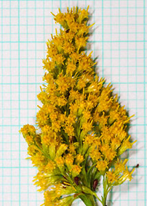 Tall Goldenrod-22