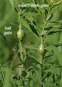 Tall Goldenrod-39