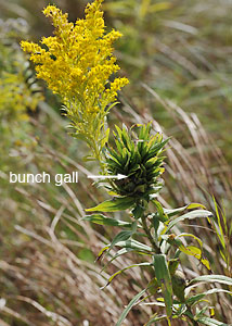 Tall Goldenrod-40