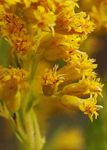 Canada Goldenrod-1