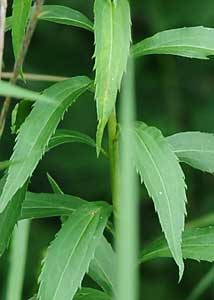 Canada Goldenrod-2