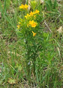 Hoary puccoon-1