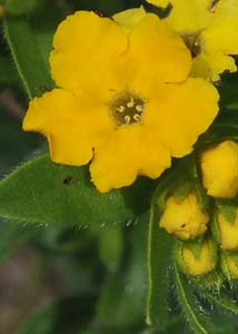 Hoary puccoon-3