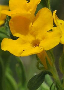 Hoary puccoon-4