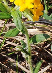 Hoary puccoon-8