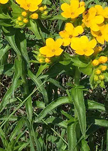 Hairy puccoon-1