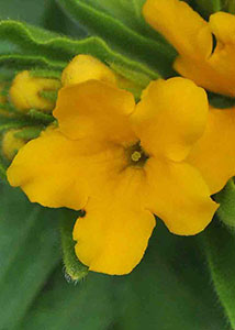 Hairy puccoon-8