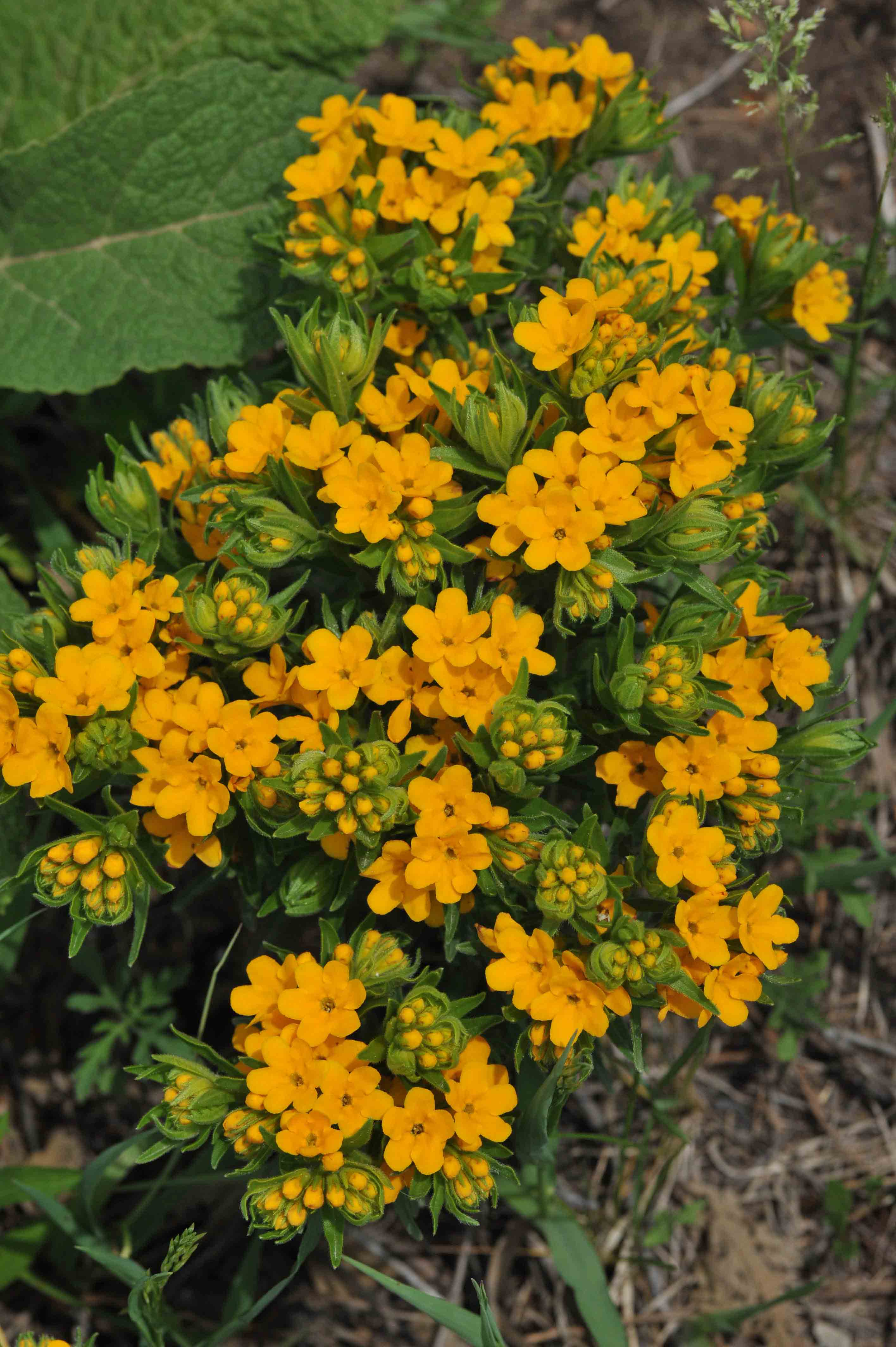 Hairy puccoon