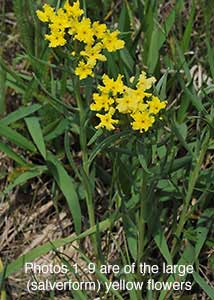 fringed puccoon-1