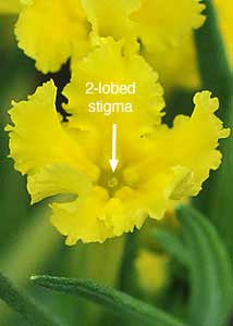 fringed puccoon-2