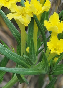 fringed puccoon-3