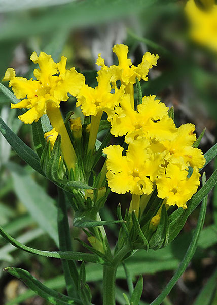 fringed puccoon