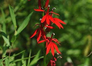 Cardinalflower