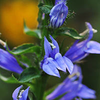 Great blue labelia
