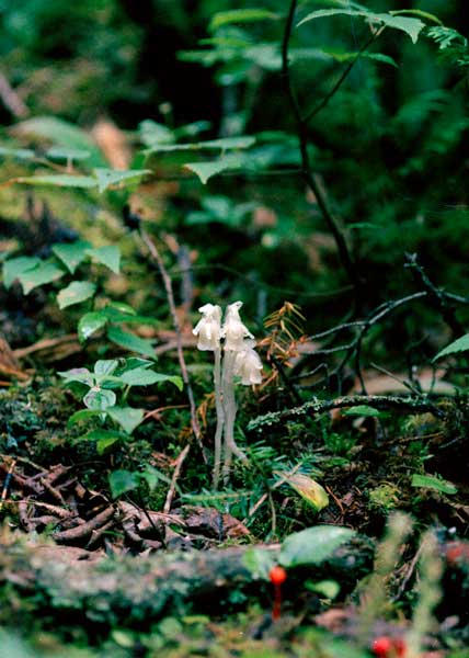 Indian pipe-1