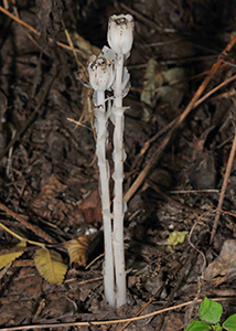 Indian pipe-2