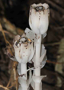 Indian pipe-3