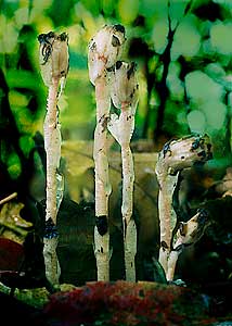 Indian pipe-4