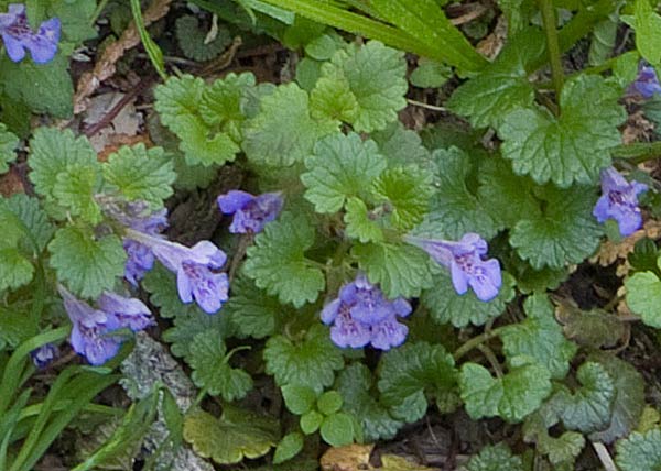 Bildergebnis für glechoma hederacea