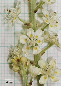 Virginia bunch-flower-5