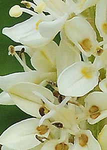 Virginia bunch-flower-7