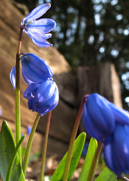 Siberian squill Siberian squill