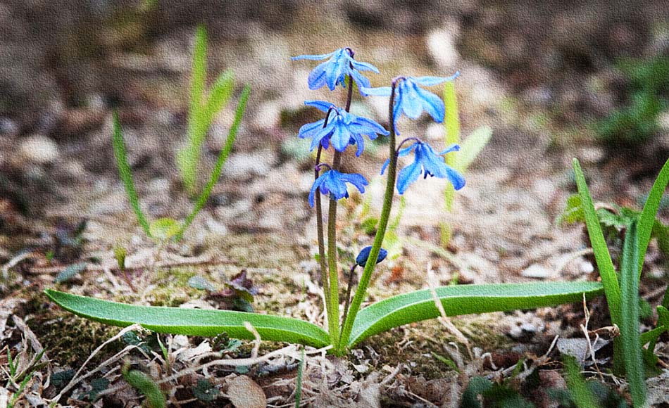 Siberian squill-1