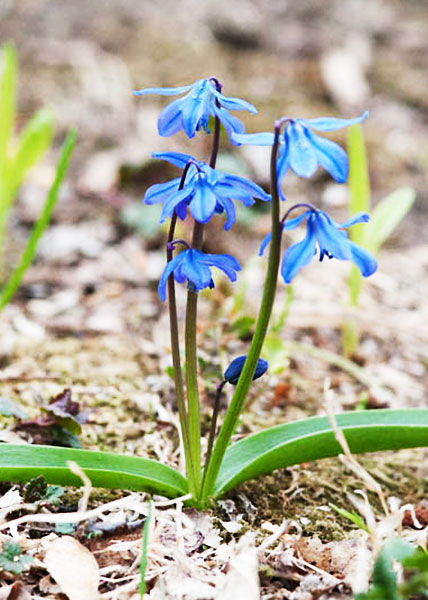 Siberian squill-3