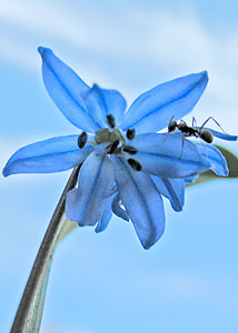 Siberian squill-4