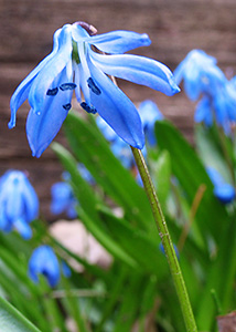 Siberian squill-5