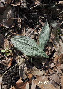 Puttyroot orchid-1