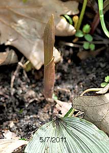 Puttyroot orchid-10
