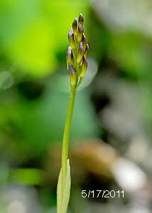 Puttyroot orchid-12