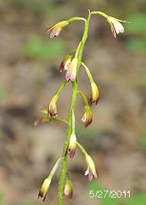Puttyroot orchid-14