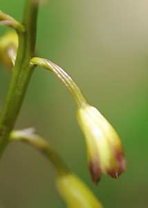 Puttyroot orchid-15