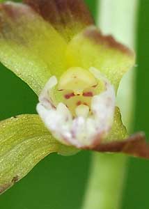 Puttyroot orchid-17