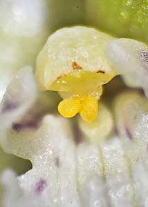 Puttyroot orchid-18