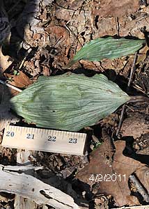 Puttyroot orchid-3