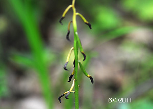Puttyroot orchid-30
