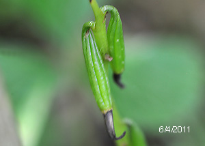 Puttyroot orchid-32