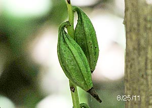 Puttyroot orchid-31