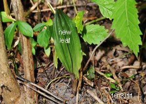 Puttyroot orchid-33