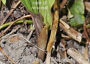 Puttyroot orchid-34