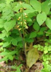 Puttyroot orchid-4