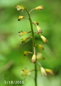 Puttyroot orchid-5