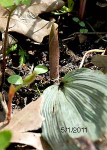 Puttyroot orchid-9