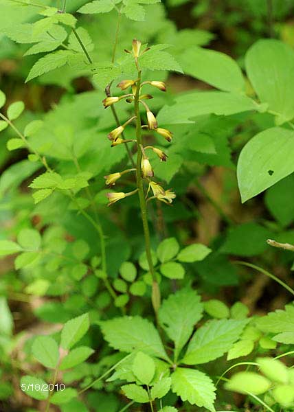 Puttyroot orchid