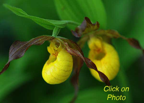 Yellow Ladyslipper Orchid