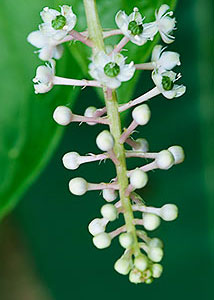 pokeweed-1